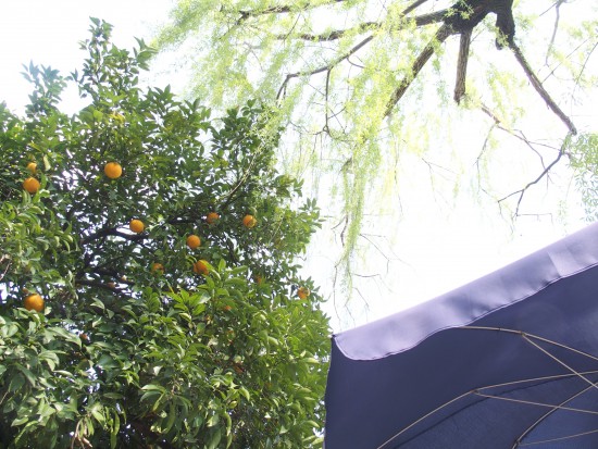 柳の木とオレンジの実がなる木の下の席がオススメ！