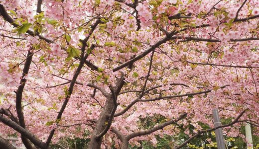 桜が待ち遠しいこの季節！早咲きの桜をご紹介