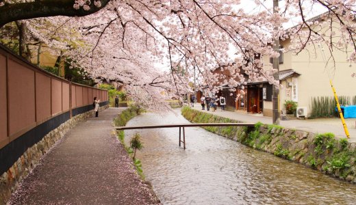寺社仏閣だけじゃない京都の桜🌸