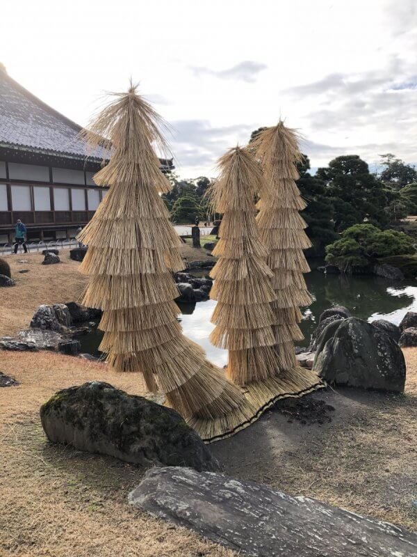冬の風物詩！二条城の蘇鉄（ソテツ） | レンタサイクル京都ecoトリップ