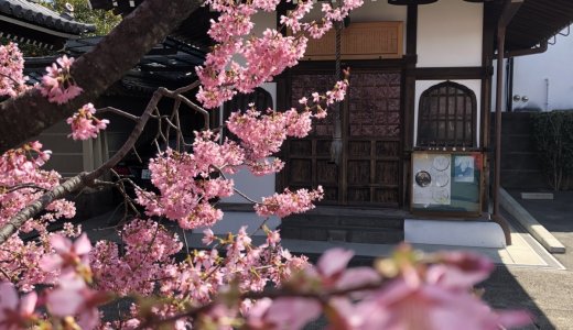 春の訪れを予感させる桜：長徳寺