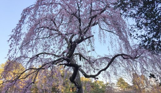 ［2020年3月15日現在］京都の桜情報