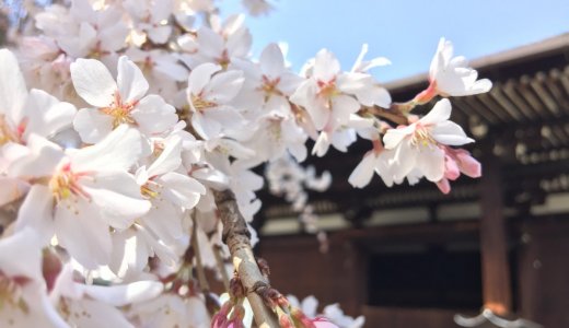［2020年3月22日現在］京都の桜情報