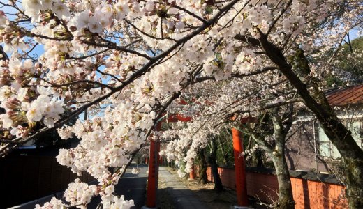 ［2020年3月29日更新］京都の桜情報