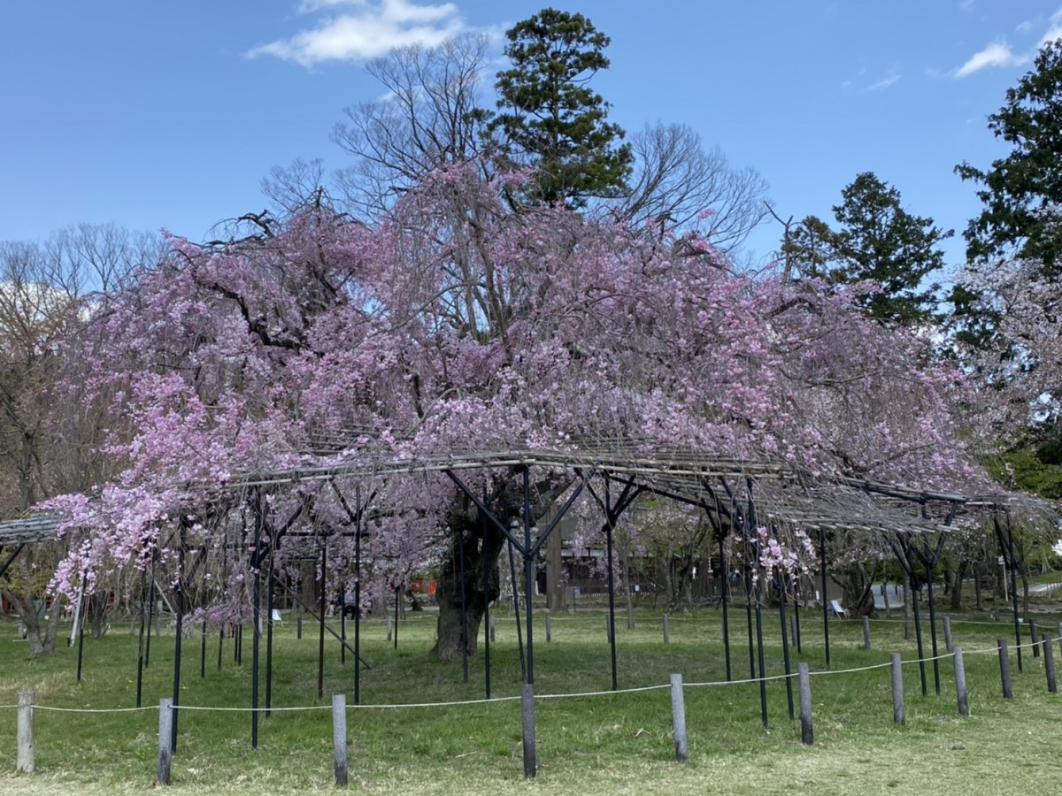 上賀茂神社の 斎王桜 が満開です レンタサイクル京都ecoトリップ
