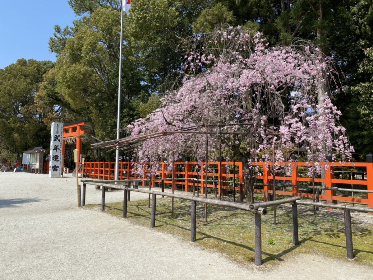 上賀茂神社の 斎王桜 が満開です レンタサイクル京都ecoトリップ