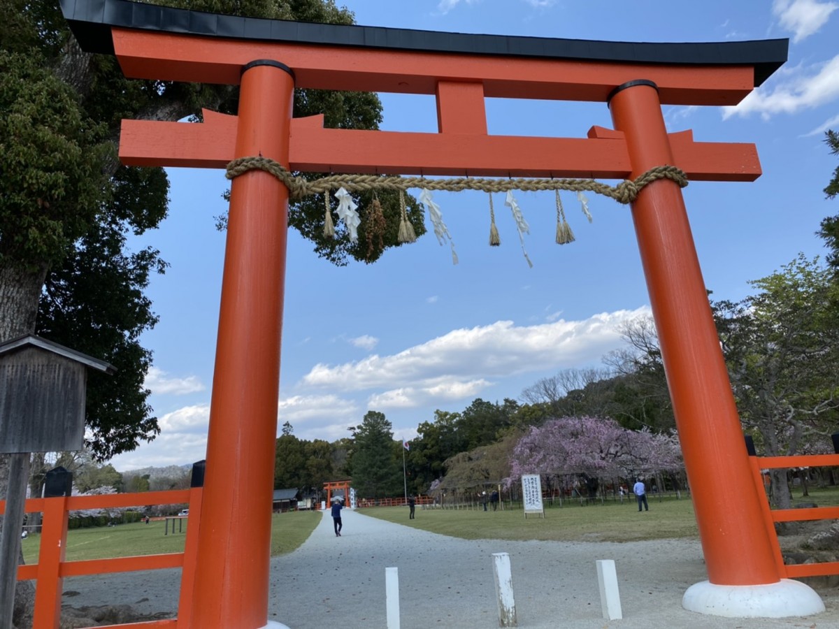 上賀茂神社の 斎王桜 が満開です レンタサイクル京都ecoトリップ
