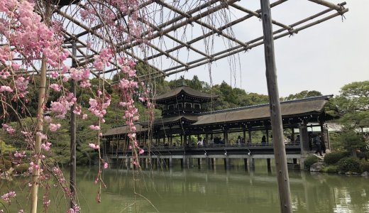 有名な文豪作品にも登場する桜が満開！：平安神宮