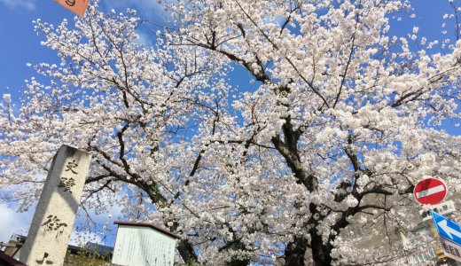 ［2020年4月7日更新］京都の桜情報