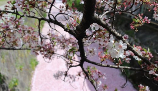 ［2020年4月14日更新］京都の桜情報