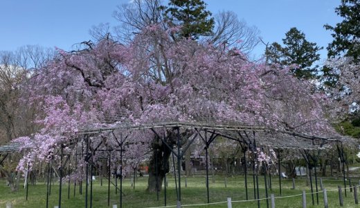 上賀茂神社の「斎王桜」が満開です！！