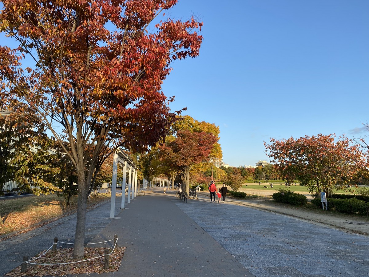 梅小路公園 紅葉と電車を楽しめる レンタサイクル京都ecoトリップ