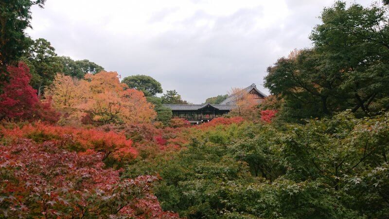 京都 自転車 コース 紅葉