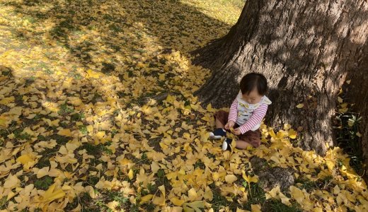 【京都御苑】母と子の森で紅葉ピクニック