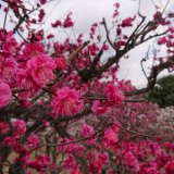 早春の京都で梅めぐり