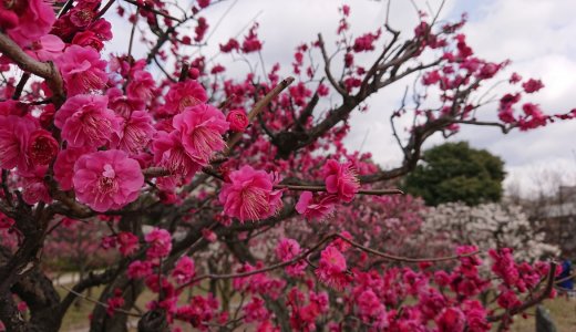 早春の京都で梅めぐり