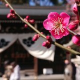 【2月の京都】節分や梅など、みどころ紹介！