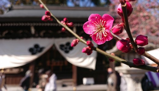 【2月の京都】節分や梅など、みどころ紹介！