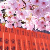 【3月の京都】ひなまつり・涅槃会・桜