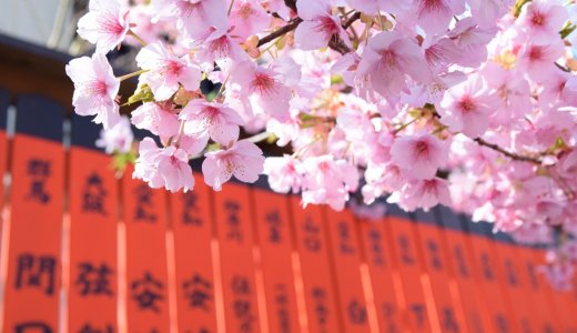 【3月の京都】ひなまつり・涅槃会・桜