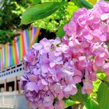 【自転車でめぐってみた】初夏の京都で新緑と紫陽花に癒される旅