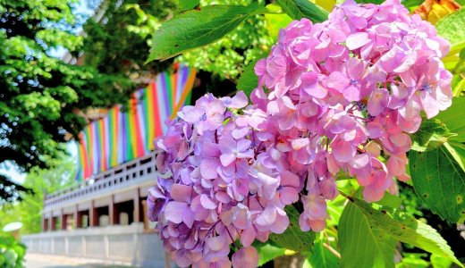 【自転車でめぐってみた】初夏の京都で新緑と紫陽花に癒される旅