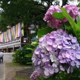 京都市内のおすすめ紫陽花スポットをご紹介！