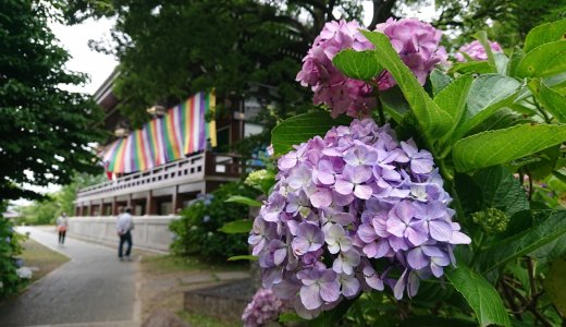 京都市内のおすすめ紫陽花スポットをご紹介！